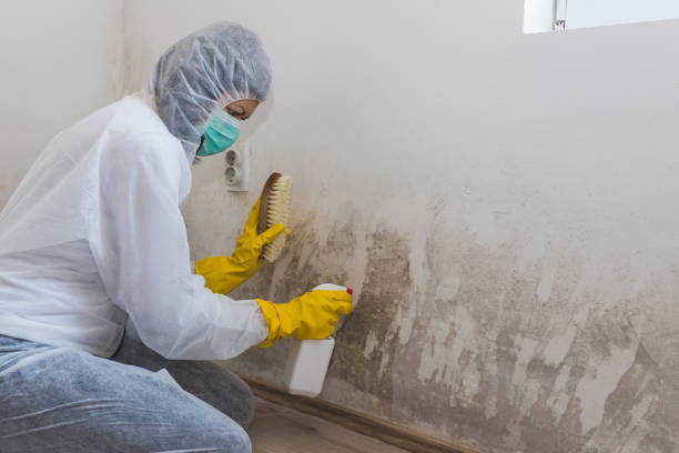 Why You Should Choose Our Mold Remediation Services in New Pekin, IN